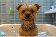 Cute Wet Yorkshire Terrier Dog with Expressive Eyes Enjoying Bath Time in a Bathtub, Adorable Pet Grooming Concept