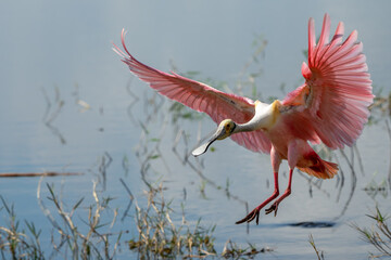 Poster - Roseate Spoonbill landing