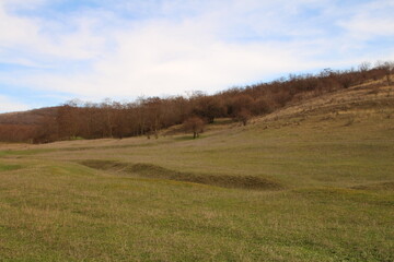 Wall Mural - A grassy field with trees in the background