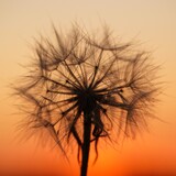 Fototapeta Dmuchawce - Pusteblume im Sonnenuntergangslicht