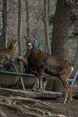 Wall Mural - A vertical shot of a Mouflon looking at the camera