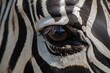 closeup of zebras eye with cameras flash reflection