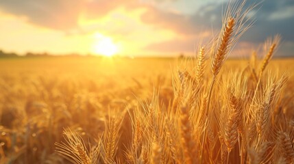 Close-up of golden wheat ears. Harvest concept. Endless wheat field on late summer morning time, backlight by the rising sun. Creative background, shallow depth of the field.