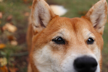 Wall Mural - Shiba Inu dog eyes close up. The dog looks into the distance. Cute red dog