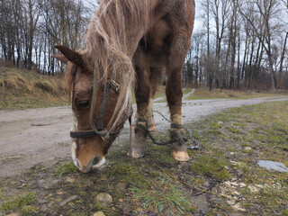 Horse on a spring dirt road.