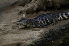 A Gator In The Sand Near A Log And Fallen Tree