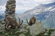Mountain ibex perched atop a rocky outcrop of Mont Blanc.