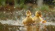 A heartwarming snapshot of two ducklings gracefully dancing on water under a shower of sunlit droplets
