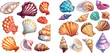 Colorful underwater conches of mollusk and sea snail