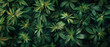 Top-down view of lush cannabis plants and leaves, offering a natural and visually striking background for design projects.
