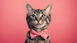 Welttag der Katze am internationalen Tag der Katze am 08. August Generative AI