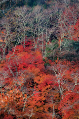 Wall Mural - Vibrant momiji fall colors in Japan