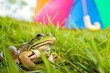 frog in grass, childs colorful umbrella in the background