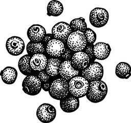 Canvas Print - allspice ink sketch.