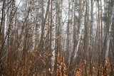 Fototapeta Do pokoju - brzozy,drzewa,mgła 