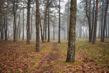 Fototapeta Kuchnia - drzewa,park,mgła 