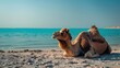 Serene seaside moment captured with a lone camel lounging