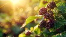 Sunlit Blackberries Ripening On A Vibrant Green Bush