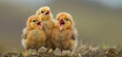 three little chicks. Generative AI