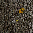 © AmadeoAV - DETALLE Y ABSTRACCIÓN DE UNA CORTEZA DE ARBOL