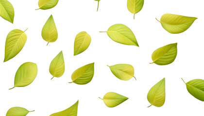 Wall Mural - flying green leaves isolated on transparent background cutout