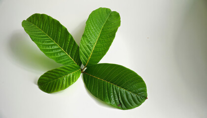 Wall Mural - Vibrant green hues of guava leaves, beautifully isolated against white background, symbolizing the simplicity and beauty of nature’s bounty