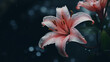 Pink Lily Flower in Garden Beauty