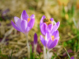 Fototapeta Kwiaty - Krokusy i pszczoła.	