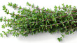 Medicinal plants thyme on a white background