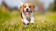 Energetic beagle running in lush green field   adorable pet dog enjoying playtime outdoors