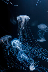 Canvas Print - underwater photos of atlantic sea nettle jellyfish chrysaora quinquecirrha