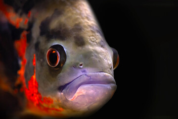 Wall Mural - One of the most famous fish in aquariums. Astronotus ocellatus. Black background. (Oscar Cichlid)