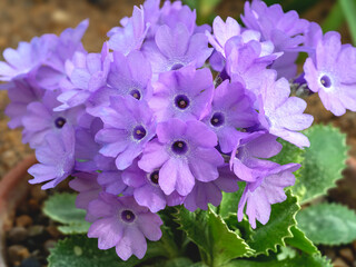 Wall Mural - Purple flowers of Primula marginata El Bolton