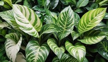 Green Leaves Pattern,leaf Dieffenbachia Or Dumb Cane Tree In Garden,leaf Exotic Tropical