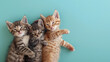 Top view of sleepy kittens on turquoise blue background with copy space.