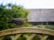 Female Blackbird on a Garden Fence