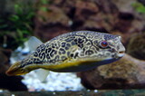 Fototapeta Las - fish in the aquarium