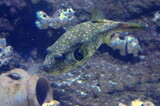 Fototapeta Sawanna - fish in the aquarium