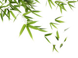 Fototapeta Sypialnia - Serene Green Bamboo Leaves on a Pristine White Background