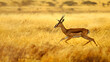 Agile gazelle bounding gracefully across the golden plains of Africa