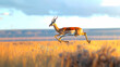 Antelope leaping gracefully across the grassy plains