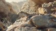Camouflaged gecko blending into rocky outcrop in desert landscape