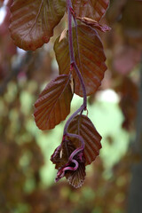 autumn leaves on the tree