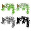 Pine branch with snow and pine cones and  as vintage engraving and silhouette set three vector illustration editable hand drawn