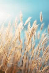Naklejka na meble golden wheat field in summer