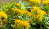 Fototapeta Miasto - fiori gialli con ape
