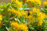 Fototapeta Miasto - fiori gialli con ape