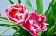 two opened tulip buds pink peony Columbus
