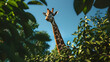 Giraffe reaching for leaves in the tall treetops
