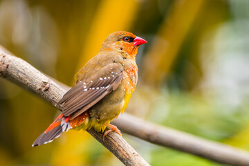 Wall Mural - The red avadavat (Amandava amandava), red munia or strawberry finch, is a sparrow-sized bird of the family Estrildidae